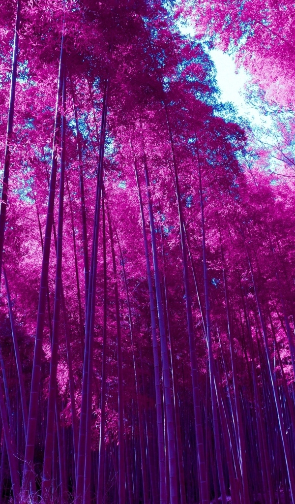 Красные высокие деревья в лесу