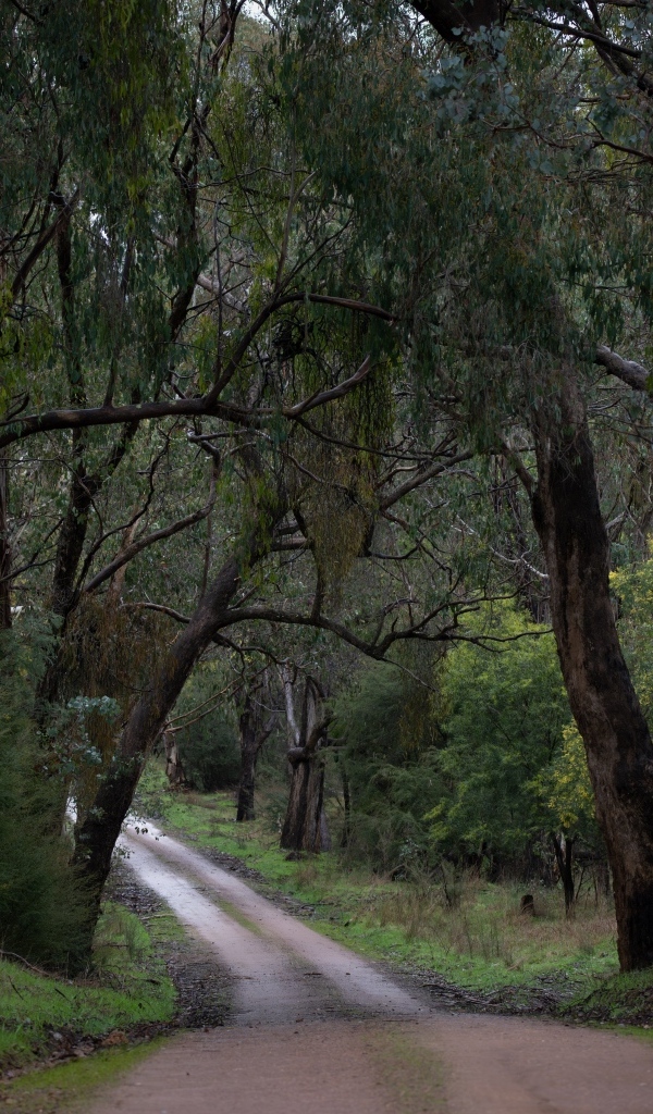 Дорога среди зеленых деревьев