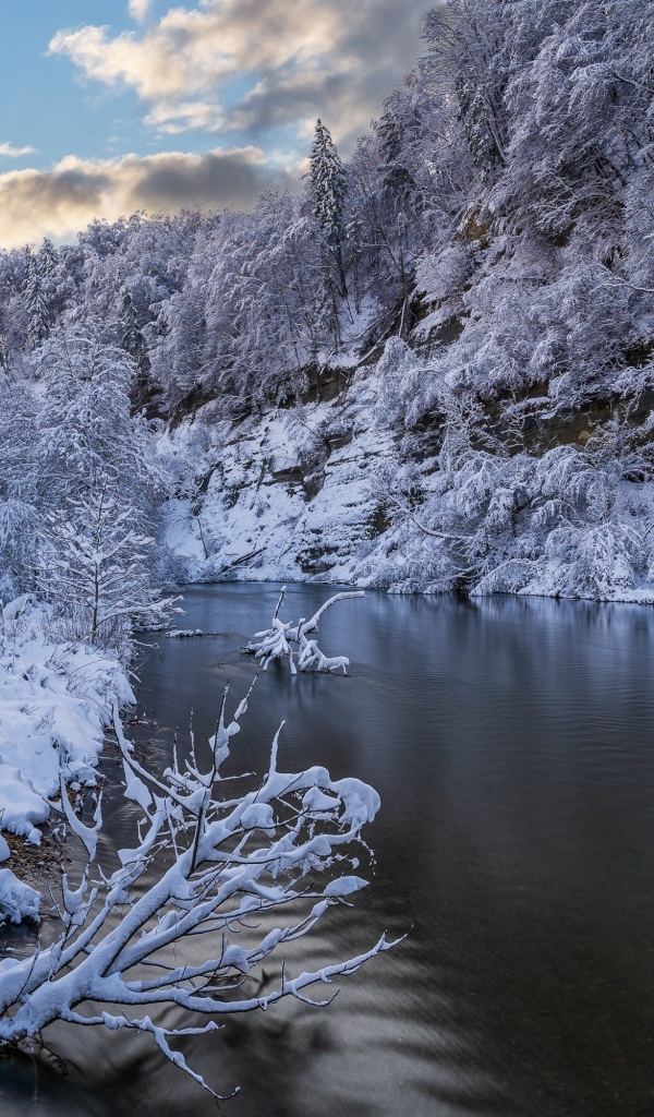 Покрытый снегом лес у холодной зимней реки
