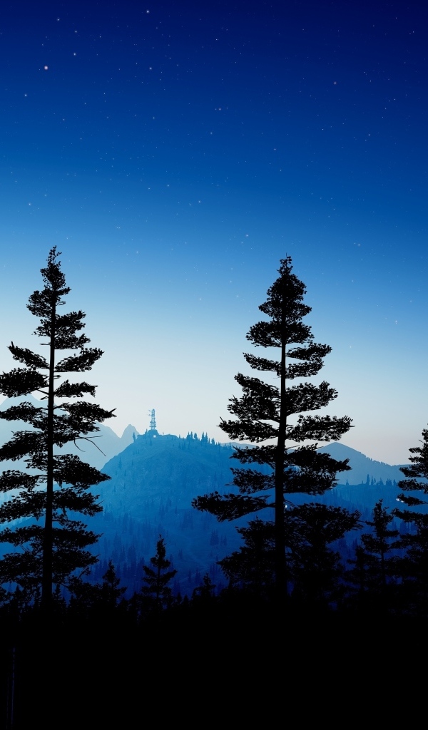 Высокие ели в лесу ночью