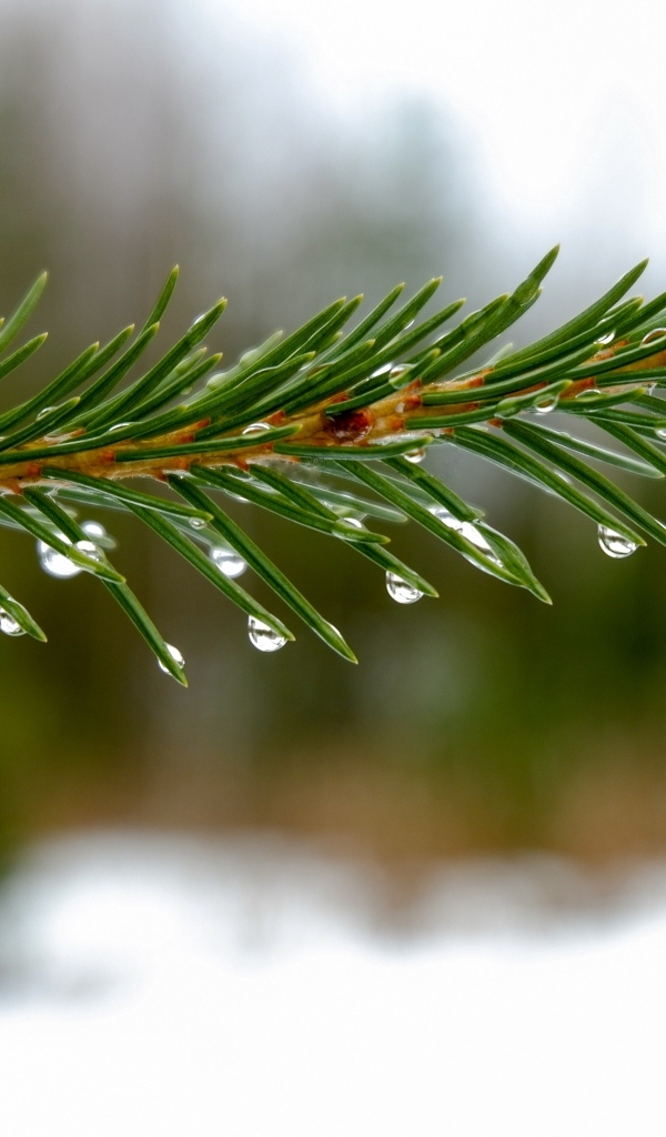 Мокрая зеленая еловая ветка