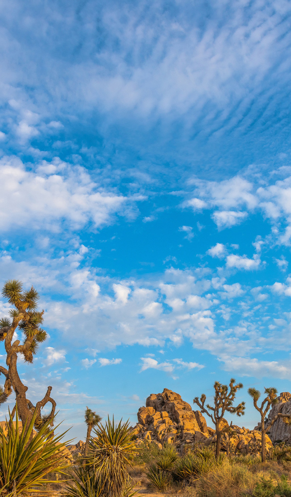 Кактусы и горы под голубым небом с белыми облаками