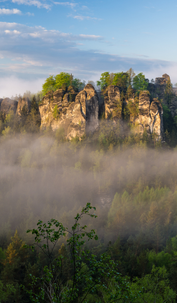 Туман над лесом в горном ущелье