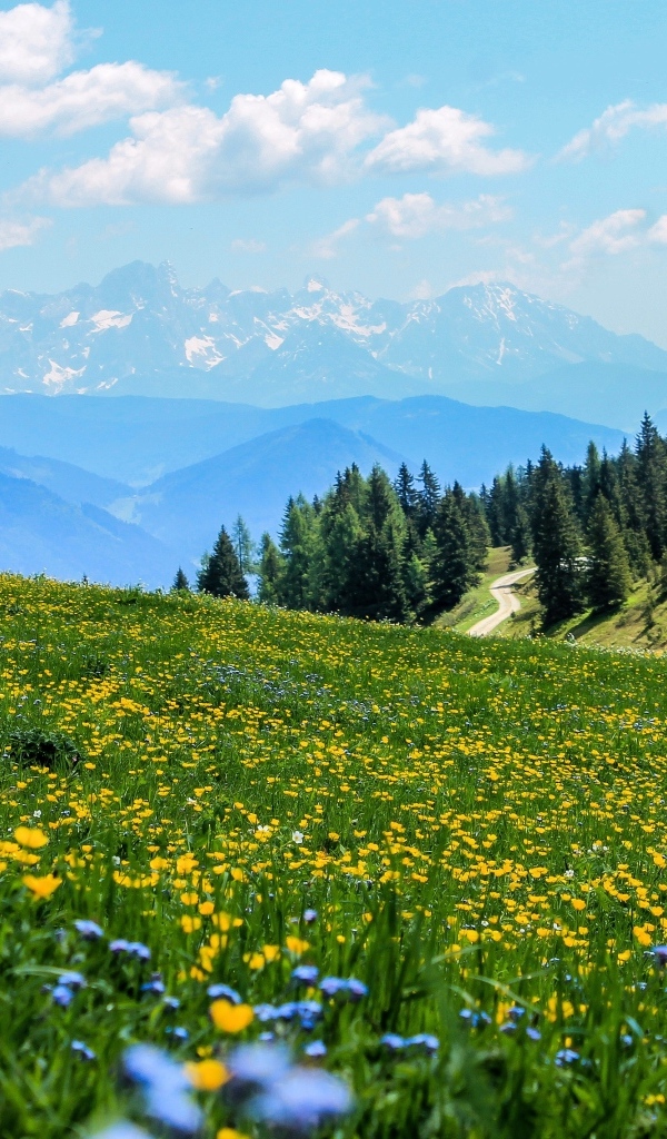 Зеленый луг с цветами в горах