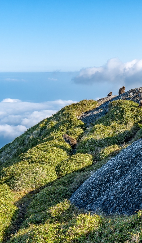 Высокие покрытые зеленью горы выше облаков