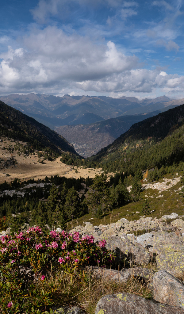 Покрытые зелеными деревьями горы под красивым небом