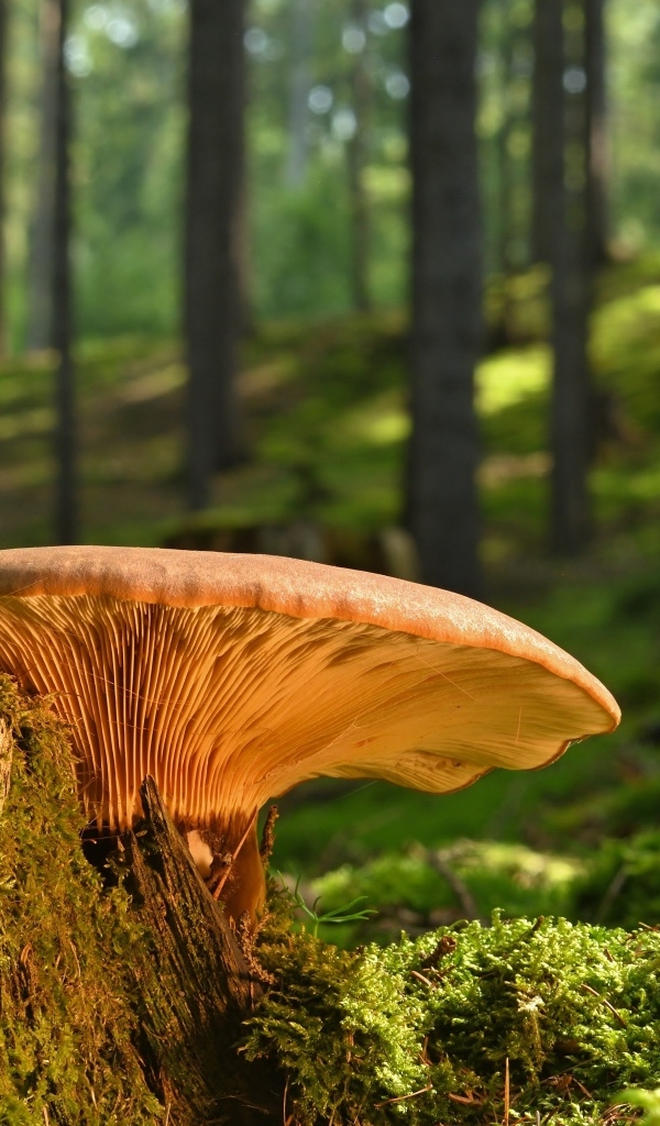 Большой гриб растет на старом пне