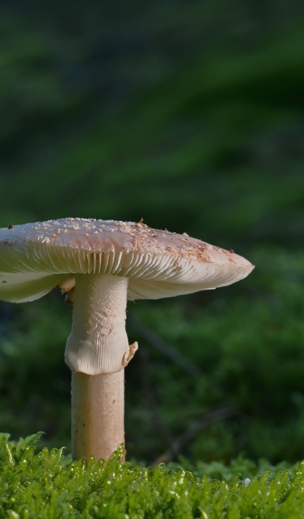 Большой гриб растет на покрытой зеленым мхом земле