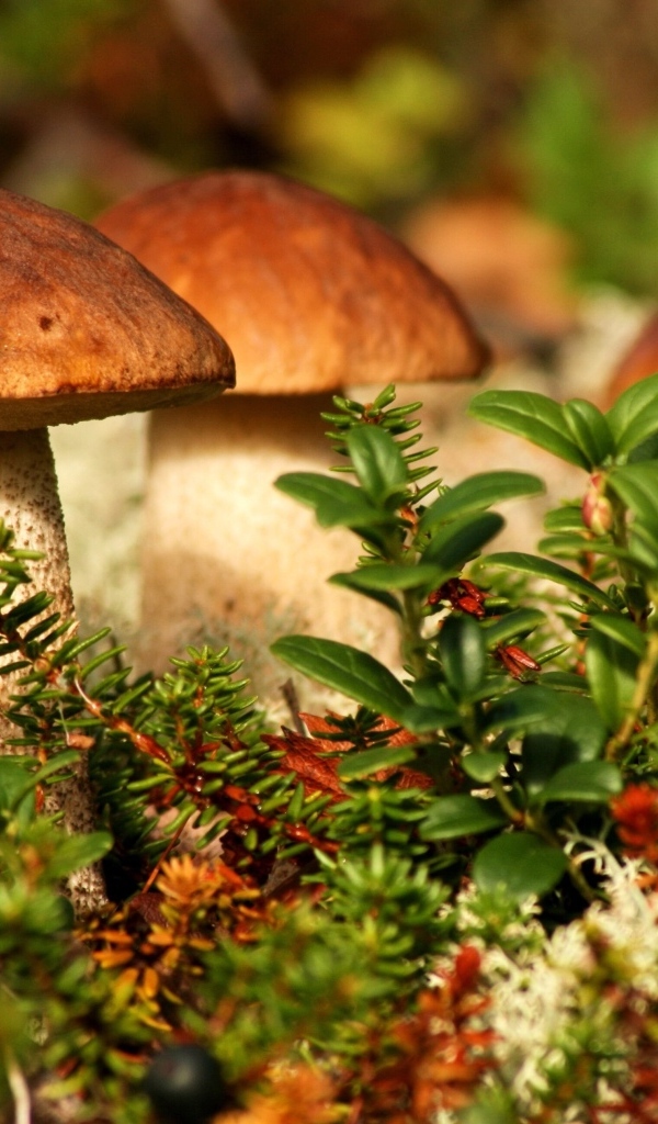 Много грибов растет в зеленой траве