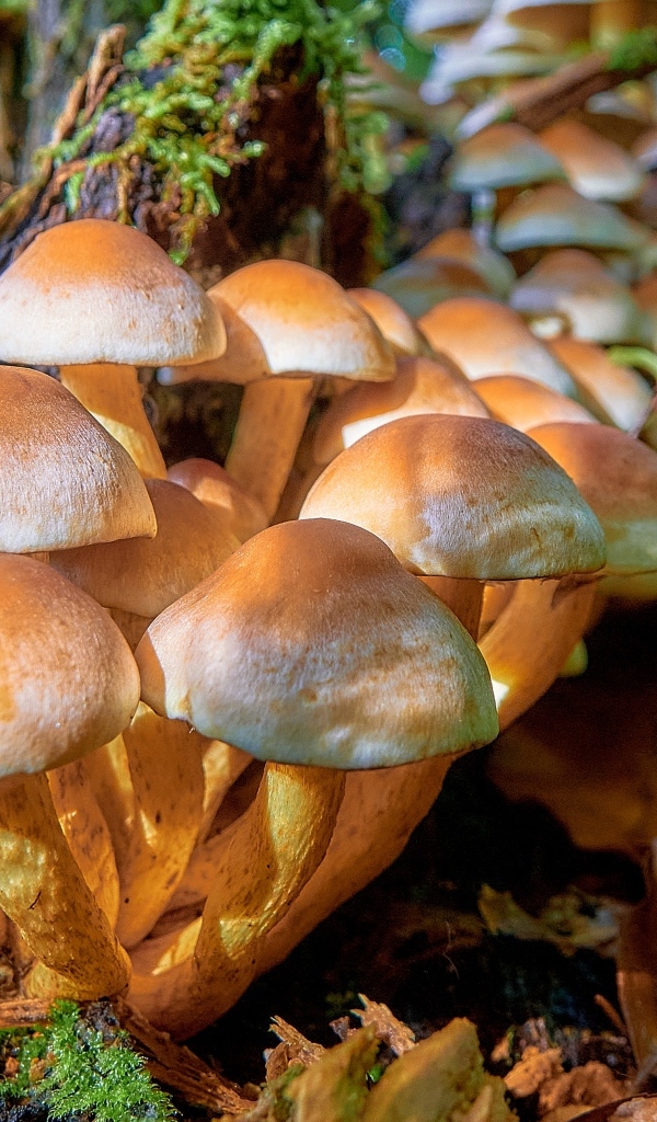 Много грибов опят в лесу на дереве