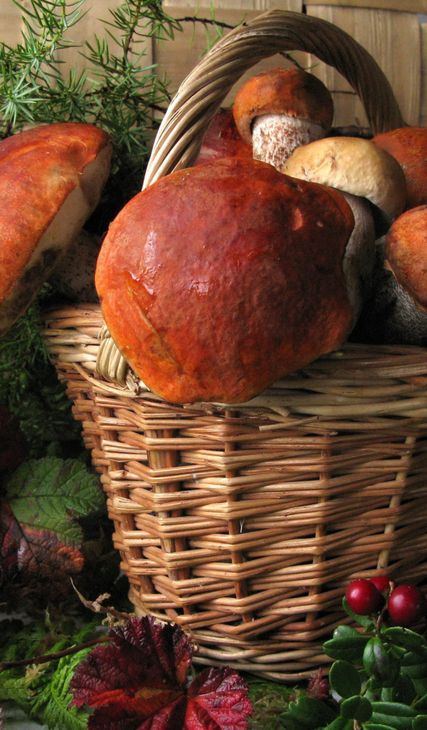 Корзина больших белых грибов