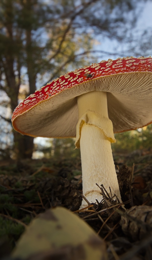 Большой гриб мухомор растет в лесу