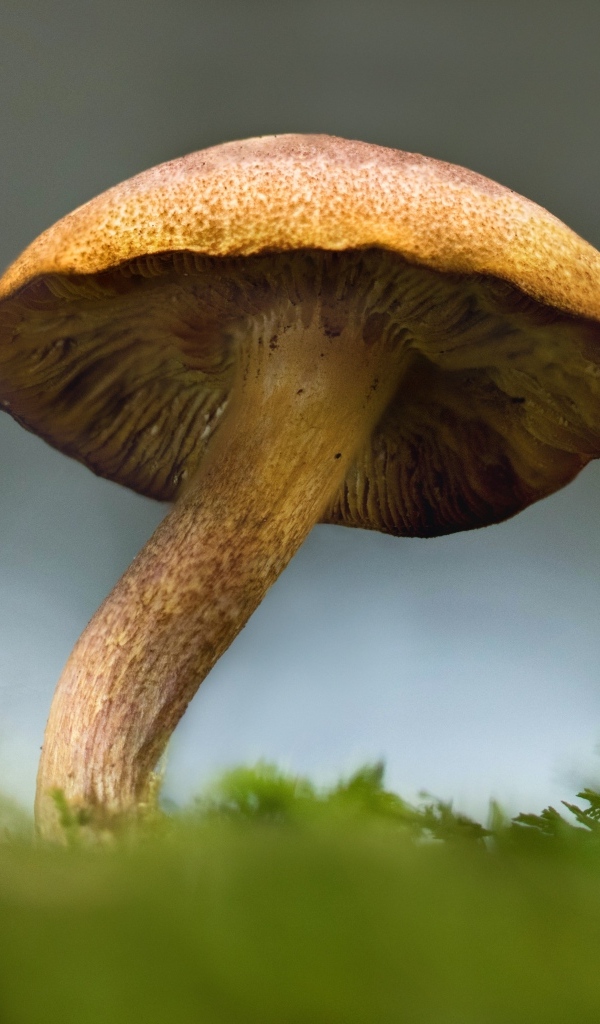 Большой гриб растет на зеленом мхе