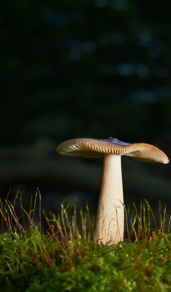 Лесной гриб растет на покрытой зеленым мхом земле