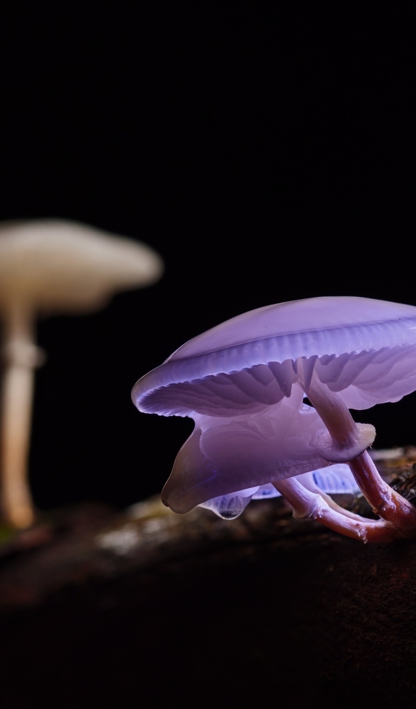 Лесные грибы поганки крупным планом