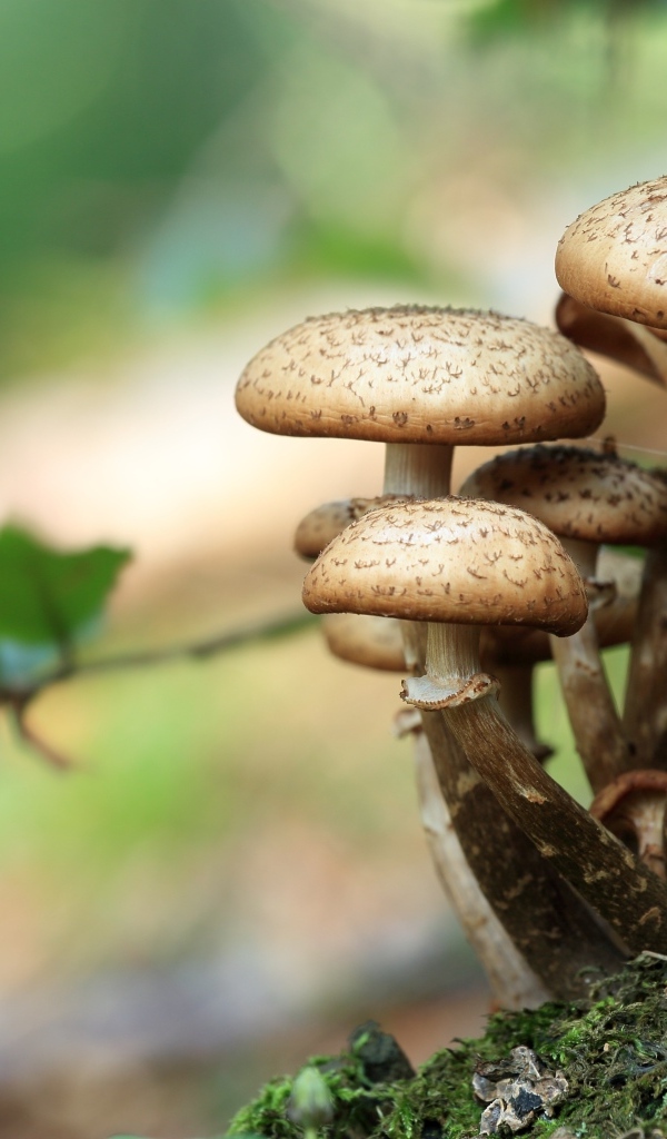 Свежие грибы растут в лесу