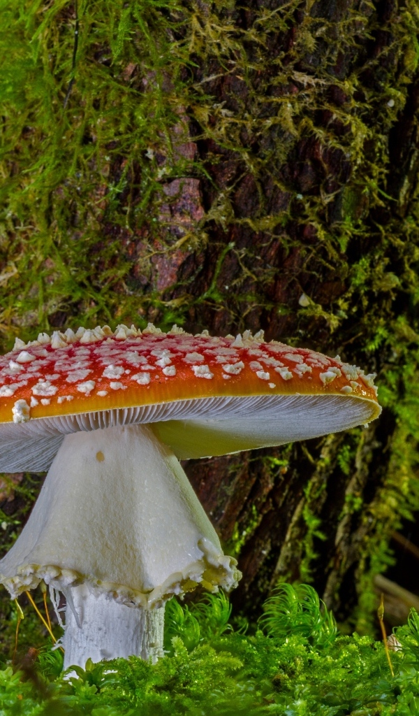 Большой мухомор у покрытого мхом дерева