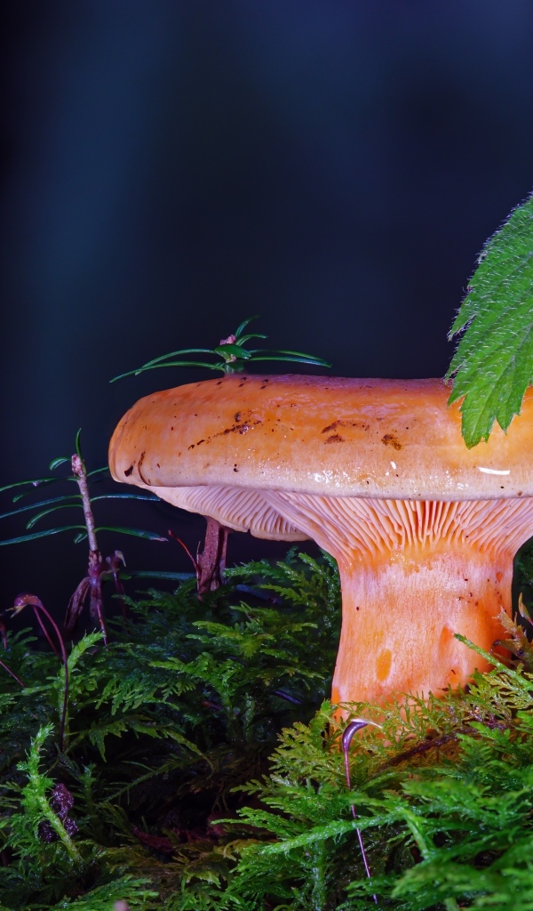 Большой молочный гриб в зарослях мха