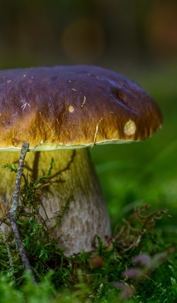 Большой белый гриб на зеленом мху в лесу