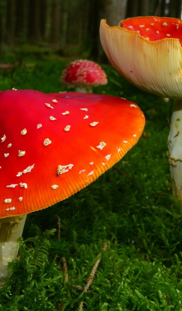 Большие красные мухоморы на покрытой зеленым мхом земле