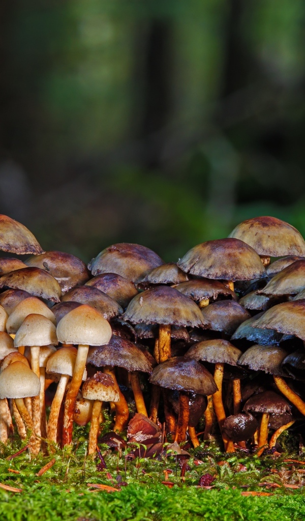 Много поганок в осеннем лесу