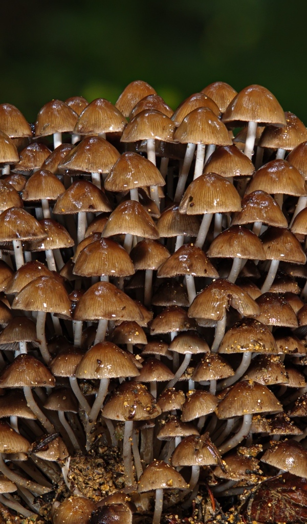 Много маленьких грибов крупным планом