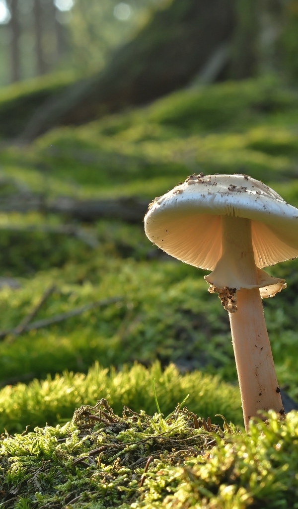 Гриб растет на покрытой мхом земле в лесу