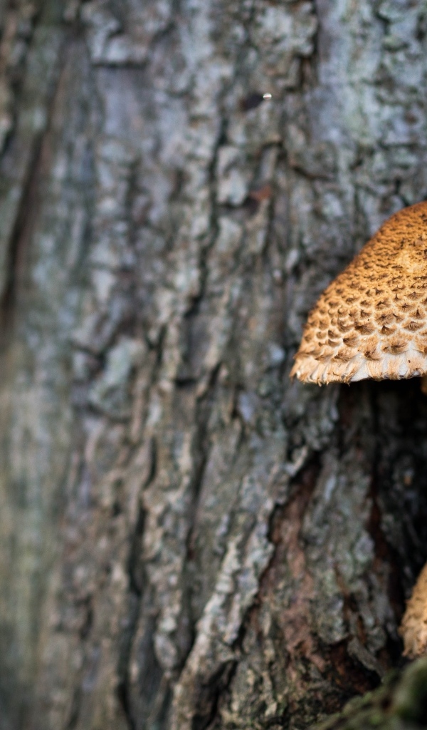 Грибы растут внутри дерева
