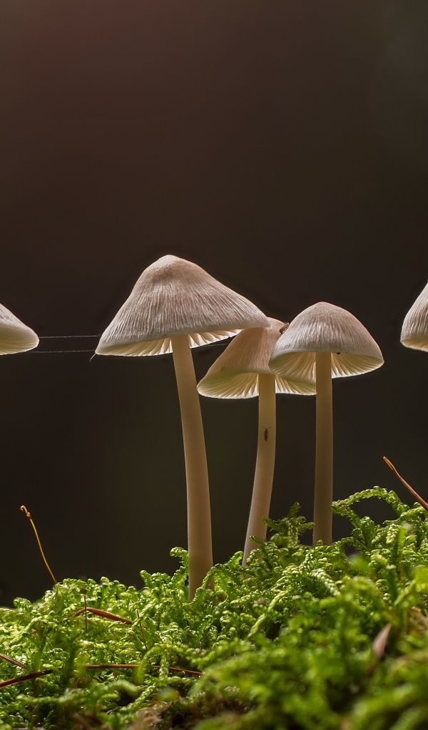 Грибы растут на покрытой мхом земле