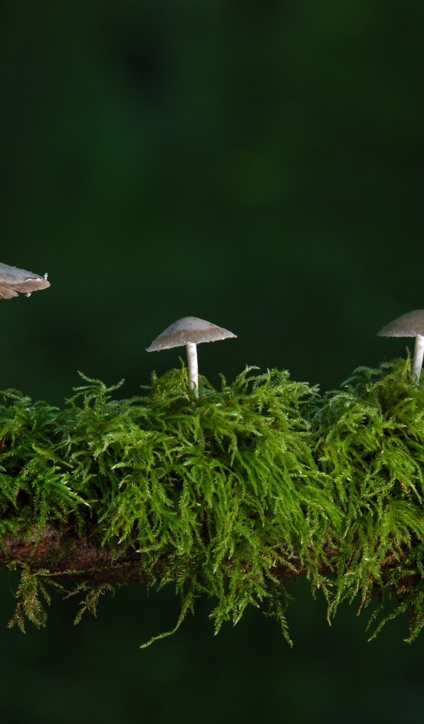 Грибы растут на покрытой мхом ветке