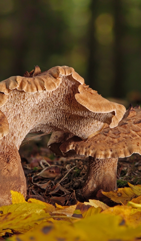 Грибы в опавших листьях в лесу осенью 