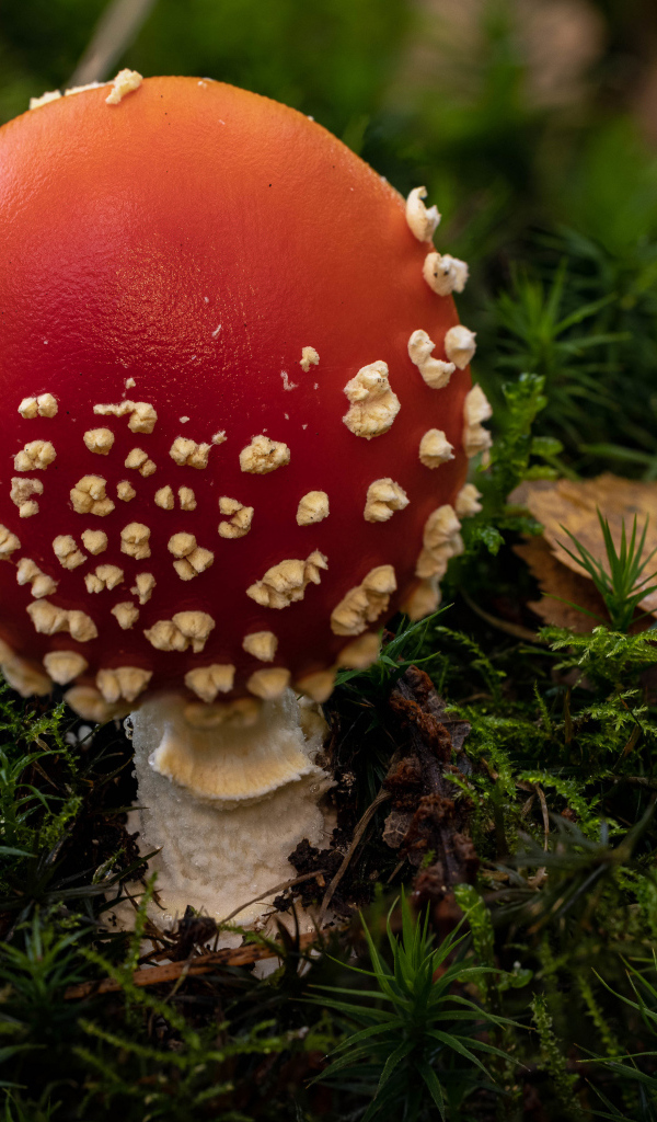 Красный гриб мухомор с белыми точками