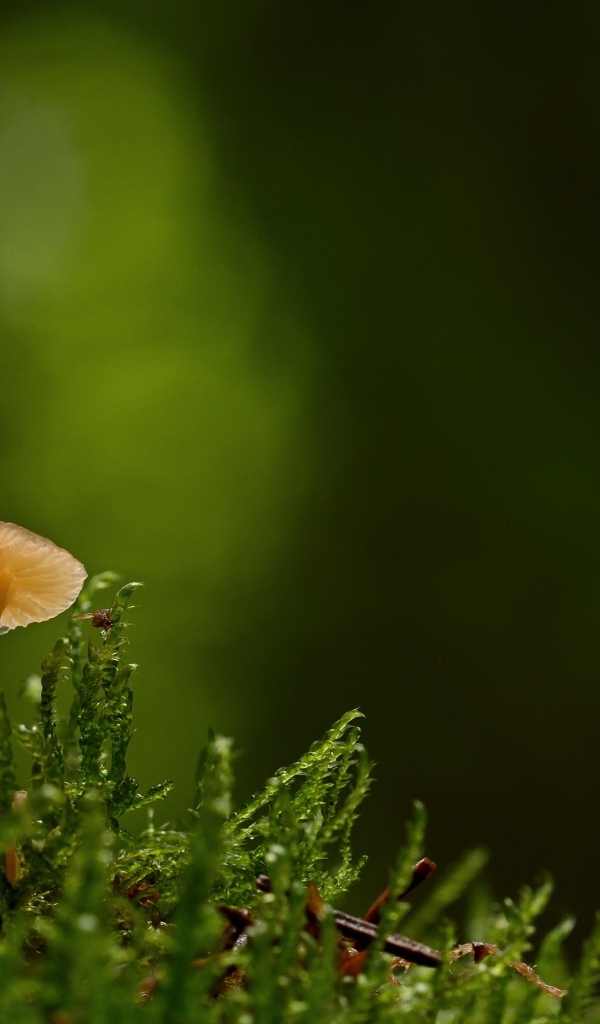 Маленький гриб поганка в зеленом мху