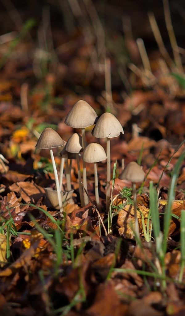 Маленькие грибы поганки на покрытой листвой земле