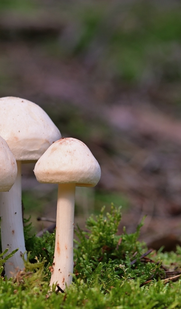 Три гриба белого цвета в зеленом мху