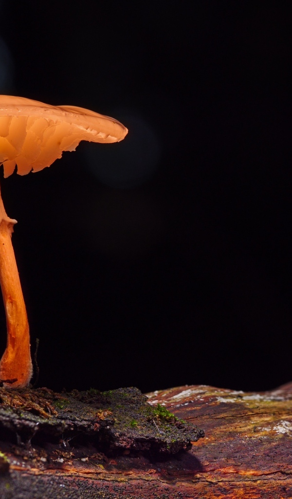 Гриб поганка растет на сухом дереве