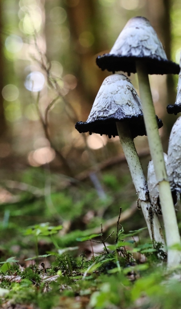 Грибы поганки растут в лесу