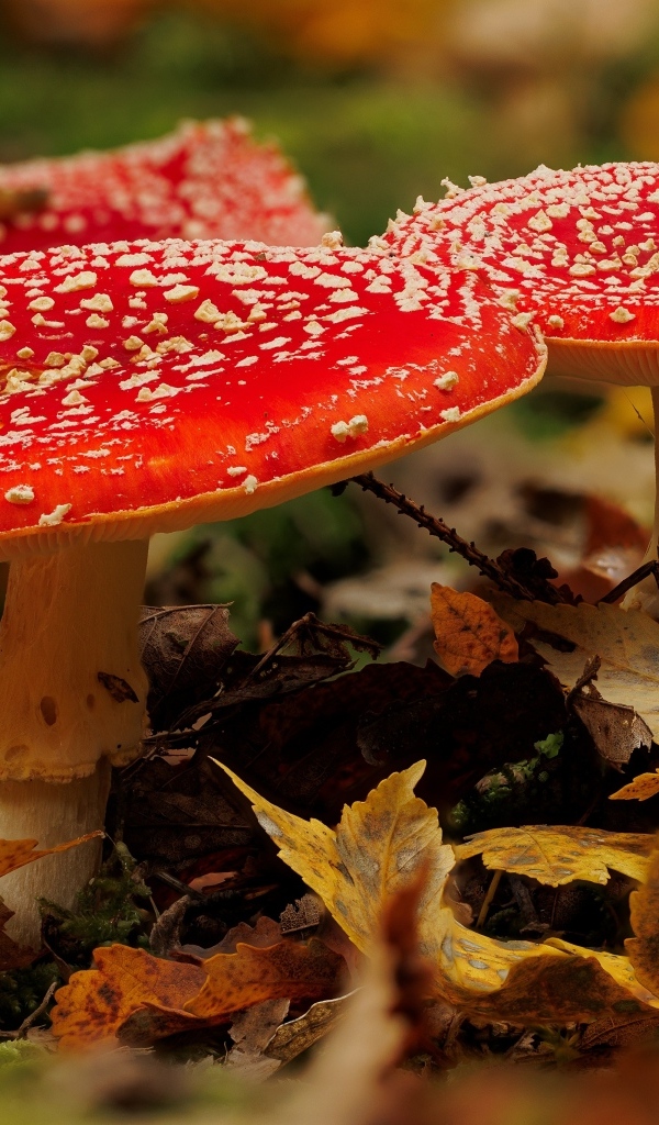 Два больших красных мухомора в желтых листьях
