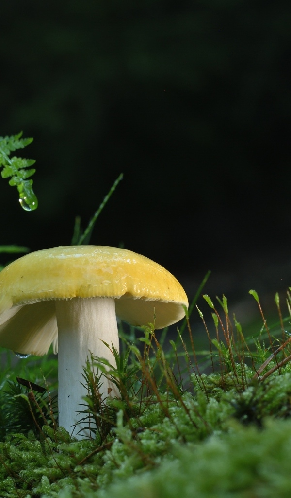 Желтый гриб растет на покрытой зеленым мхом земле