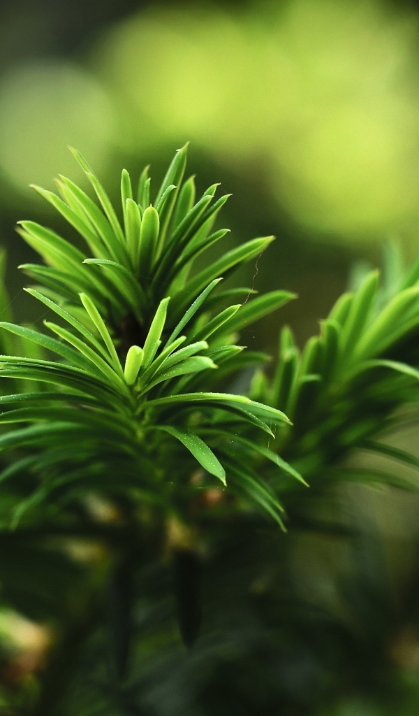 Нежная зеленая ветка молодой ели