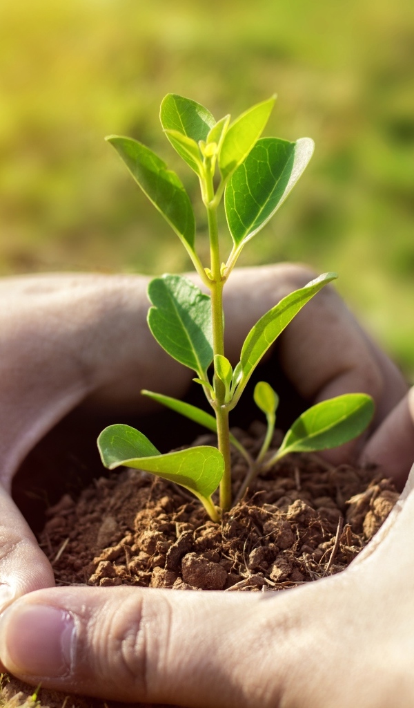 Зеленый росток пробивается из земли