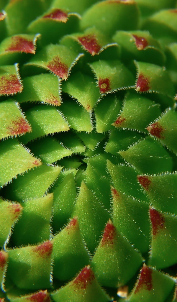 Красивый зеленый артишок крупным планом