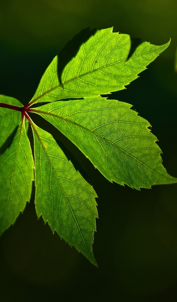 Красивый зеленый лист декоративного винограда