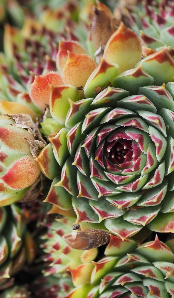 Красивое растение молодило