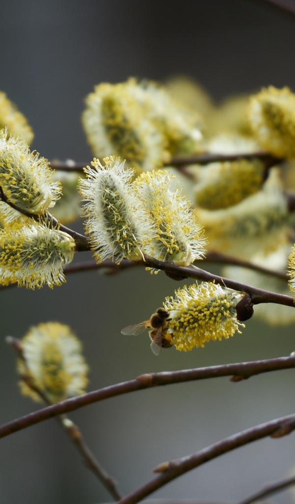 Красивые молодые ветки вербы весной