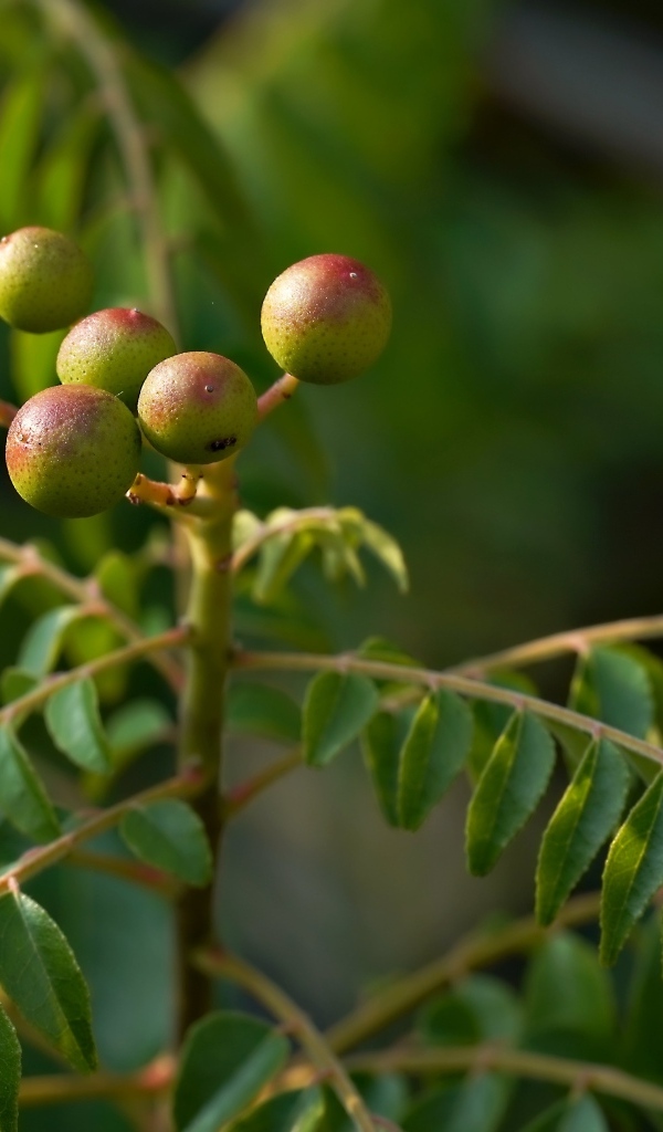 Ягода на ветке дерева с зелеными листьями