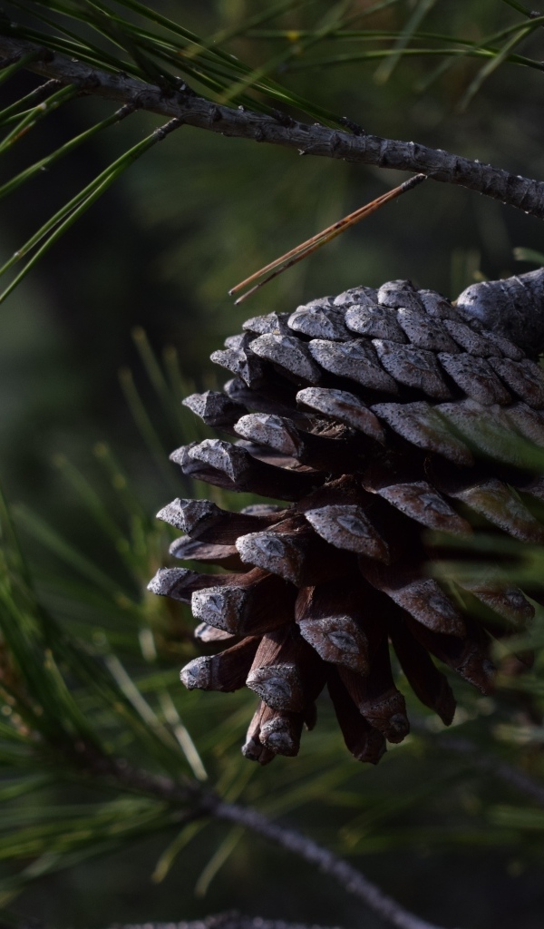 Большая черная шишка на ветке сосны
