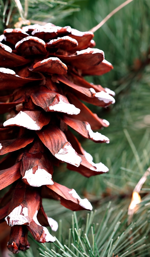 Большая коричневая шишка на еловой ветке