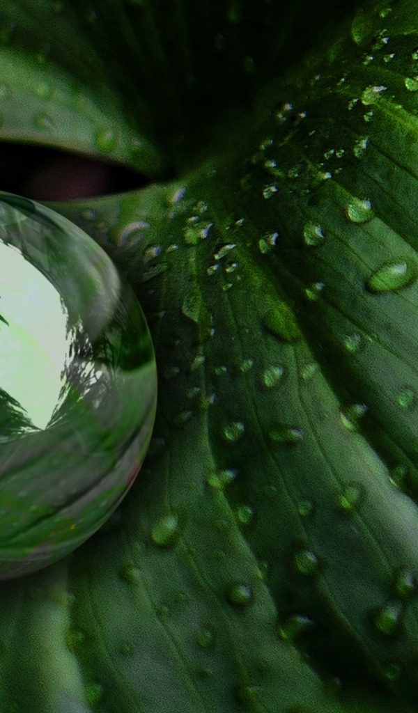 Большая капля на зеленом листке