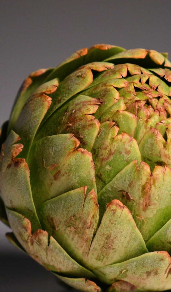 Большой зеленый артишок на сером фоне